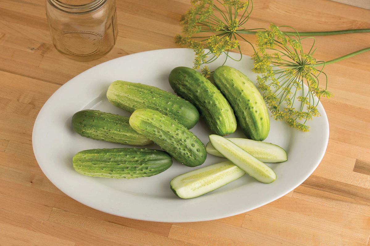 Cool Customer – Organic Cucumber Seed